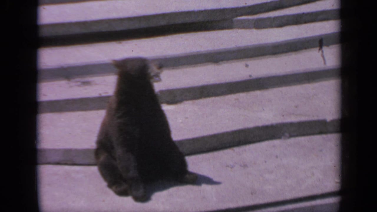 The young bear sits upright on the concrete, partly turned away, in color 8mm home-movie footage from Colorado, 1959.