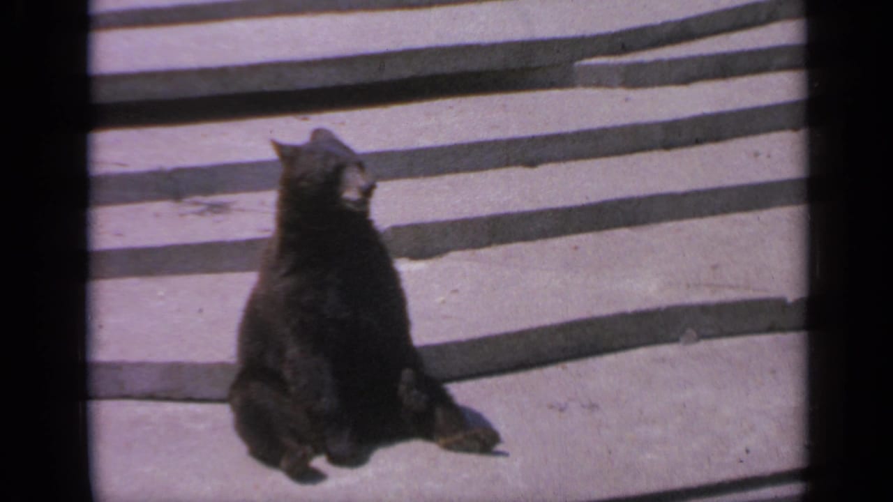 Dark bear sitting upright on pale concrete steps in an enclosure.