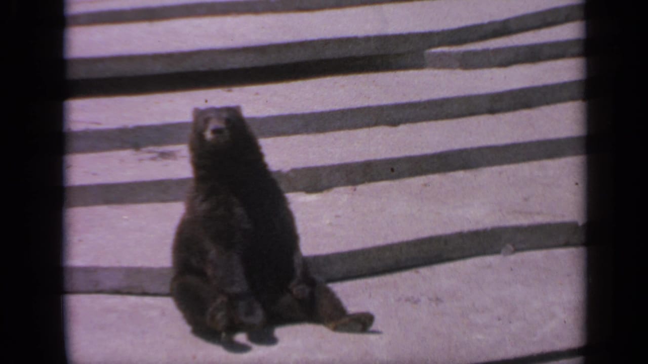 The seated bear faces forward on concrete steps, with soft 8mm color and shadowed enclosure edges visible.