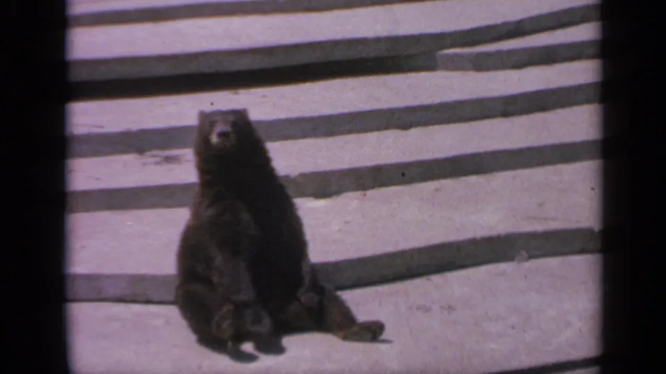 The seated bear faces forward on concrete steps, with soft 8mm color and shadowed enclosure edges visible.