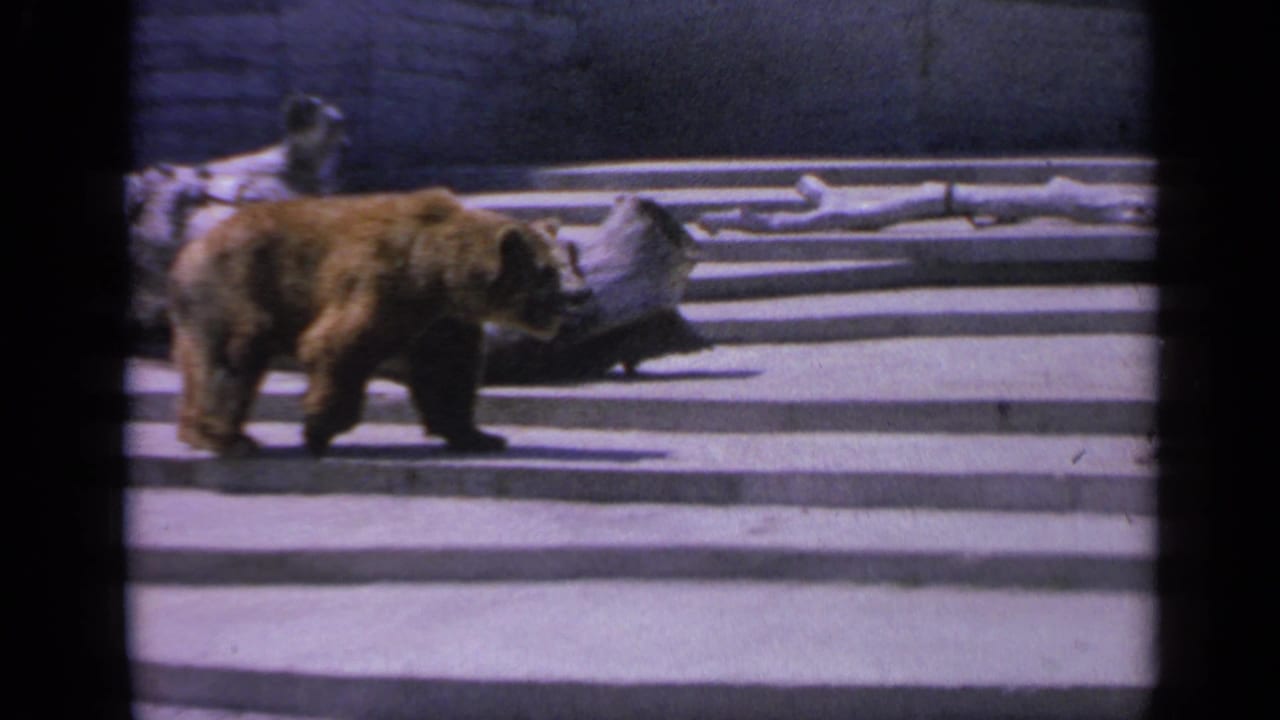 A brown bear walks left to right across the concrete enclosure, with logs or rocks visible along the rear wall.