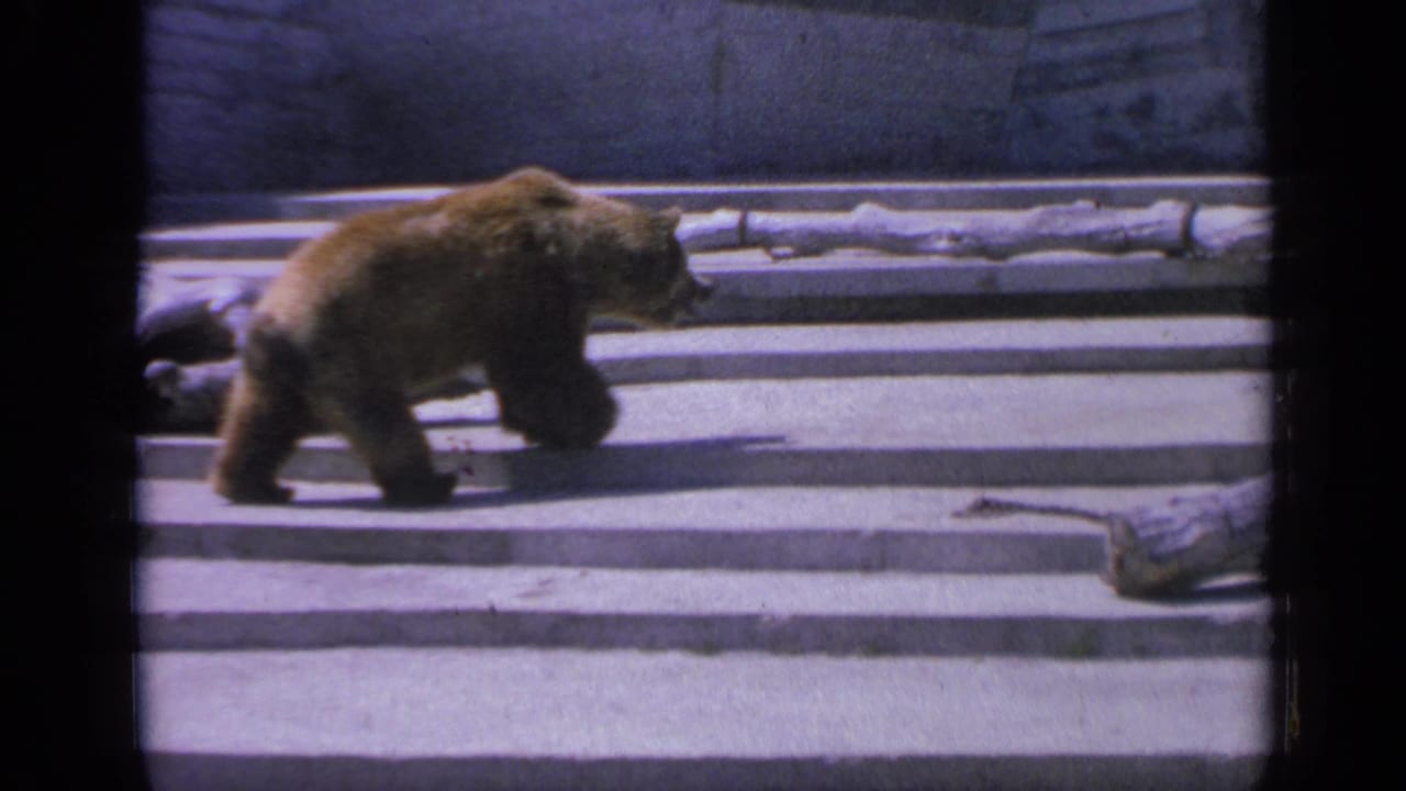 The bear continues across the concrete zoo enclosure, passing a small object on the step in 1959 8mm footage.