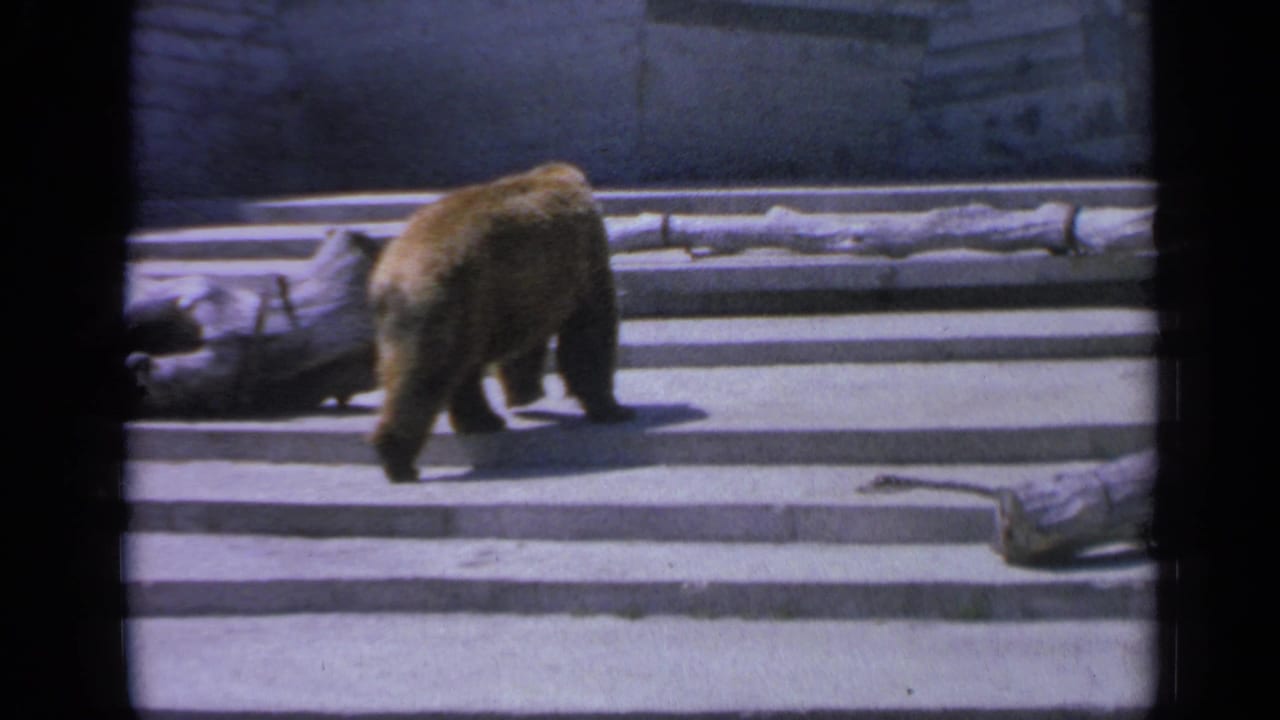 Large brown bear walking across concrete steps near weathered logs.