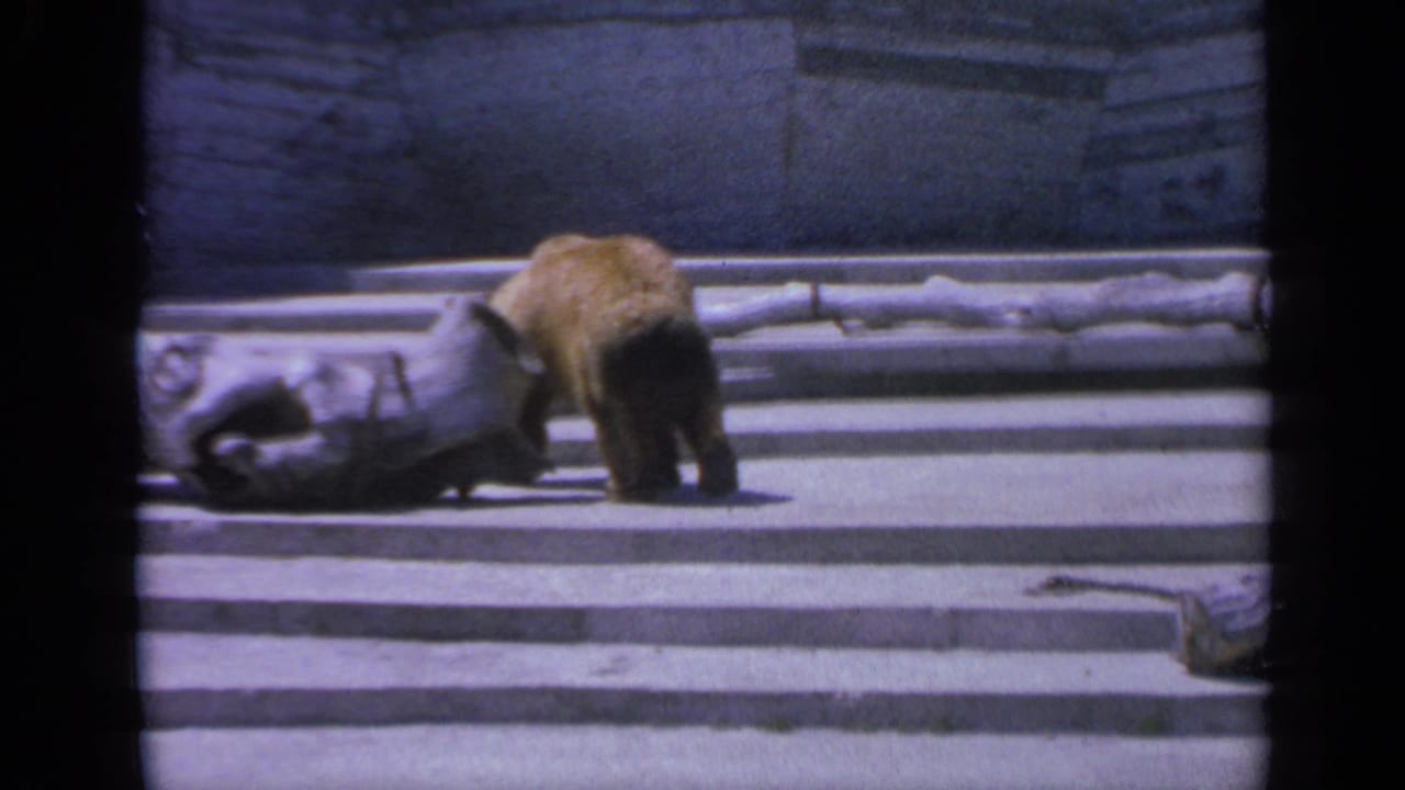 1959 Colorado 8mm frame of a brown bear lowering its head near a large log inside a stone-walled zoo enclosure.