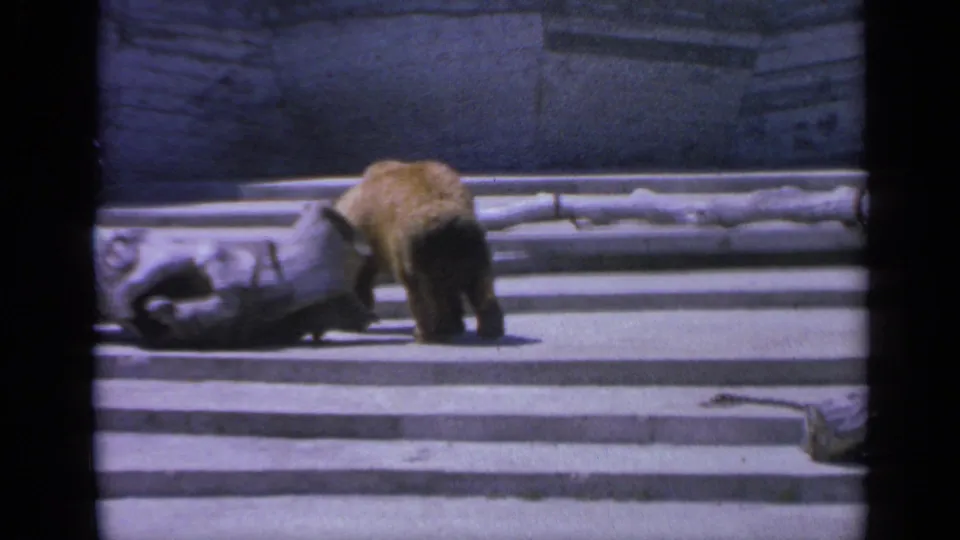 1959 Colorado 8mm frame of a brown bear lowering its head near a large log inside a stone-walled zoo enclosure.