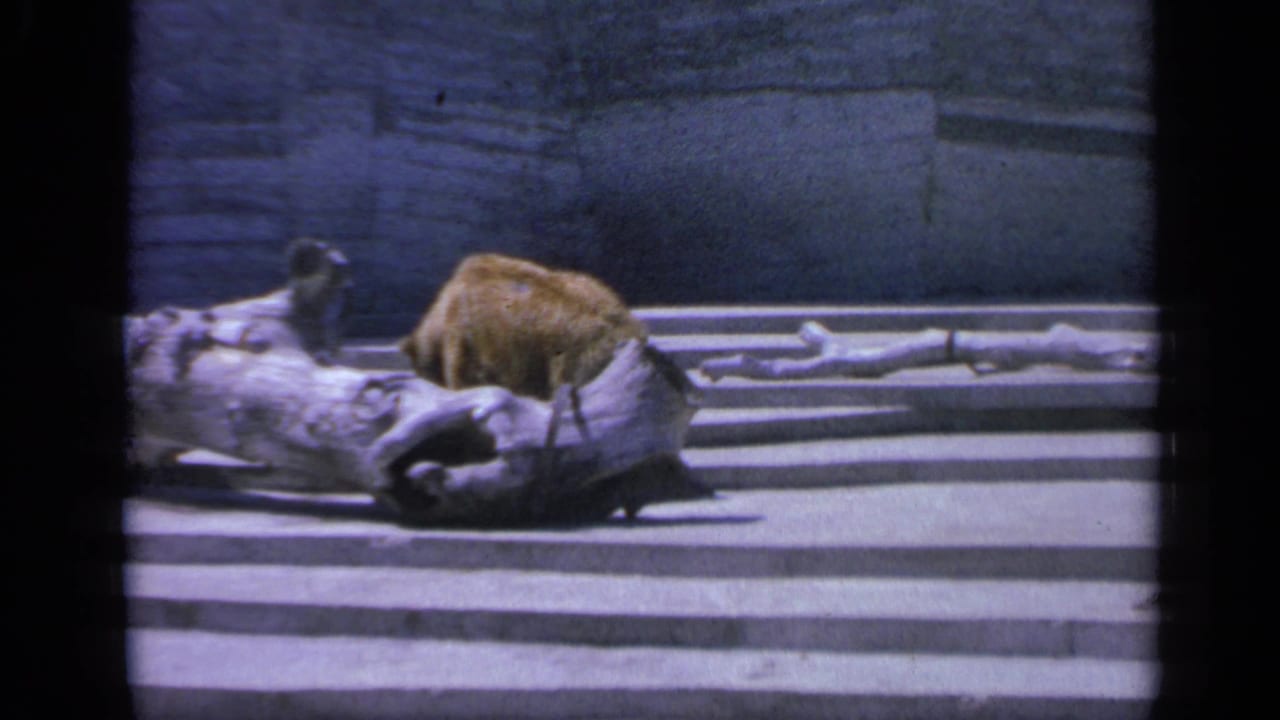 1959 Colorado 8mm frame showing the bear partly obscured by a large pale log in a zoo enclosure.