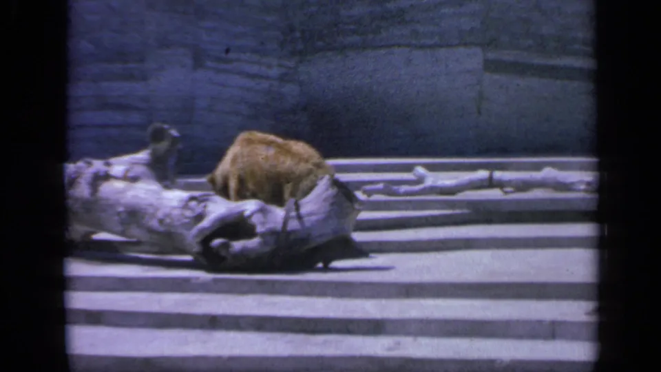1959 Colorado 8mm frame showing the bear partly obscured by a large pale log in a zoo enclosure.