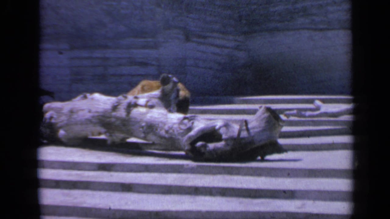 1959 Colorado 8mm frame with the bear mostly behind a large log, filmed from a visitor viewpoint in a zoo enclosure.