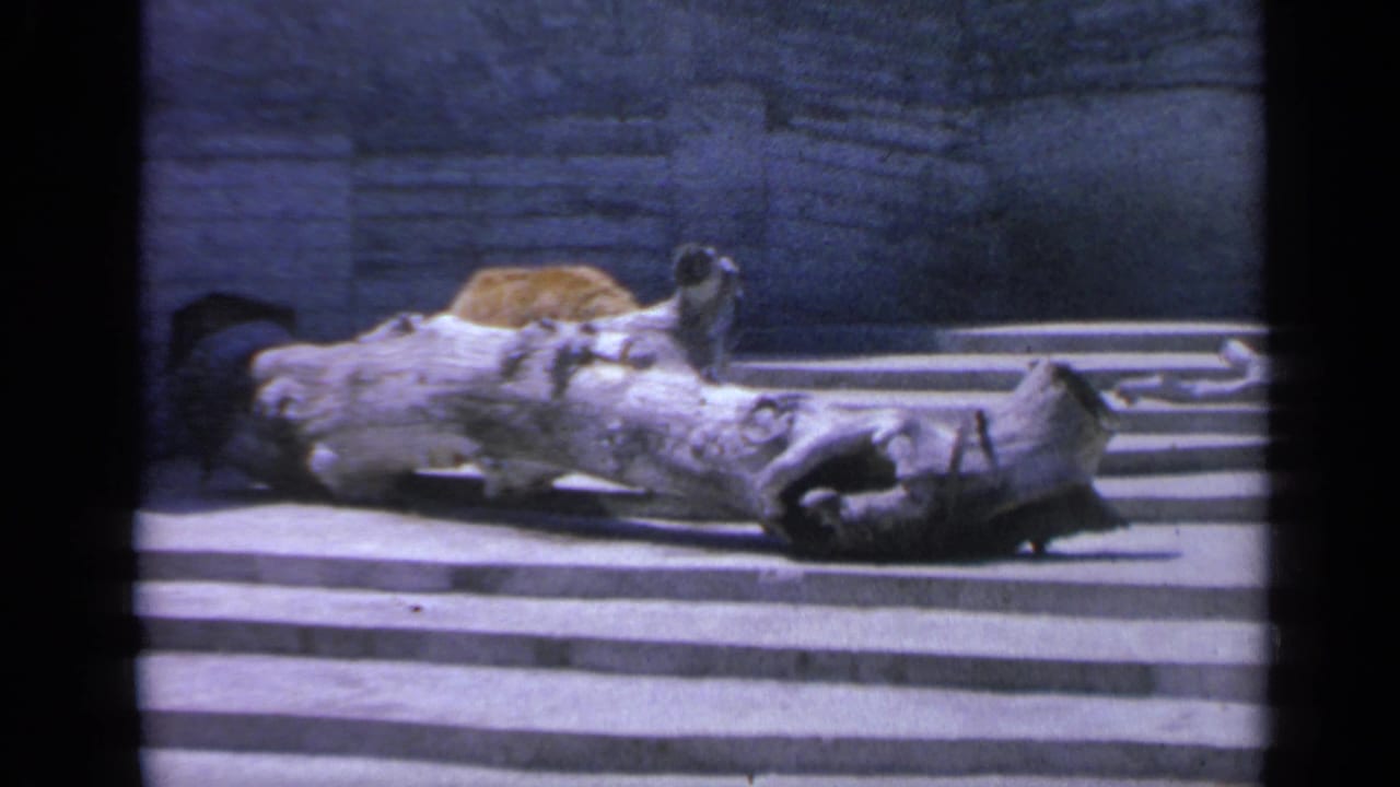 1959 Colorado 8mm frame showing a dark bear near a pale fallen log against a stone wall in a zoo enclosure.