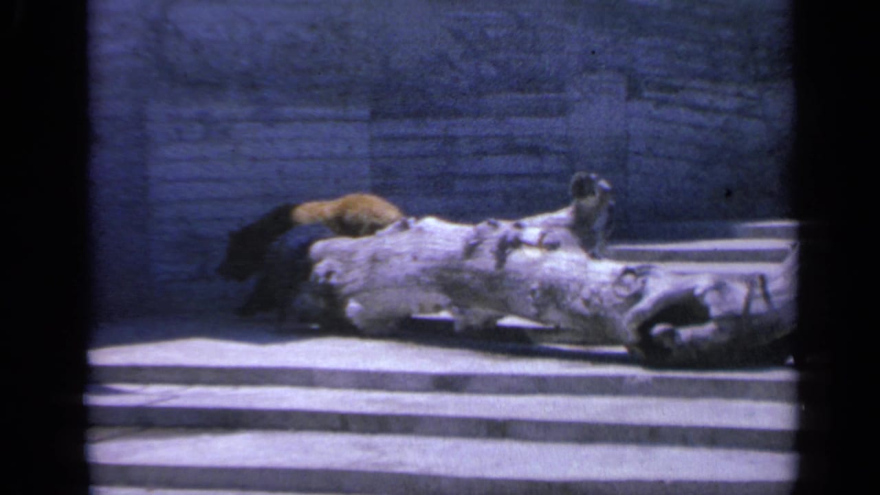 Bear partly behind a fallen log on a concrete platform with stone wall behind.