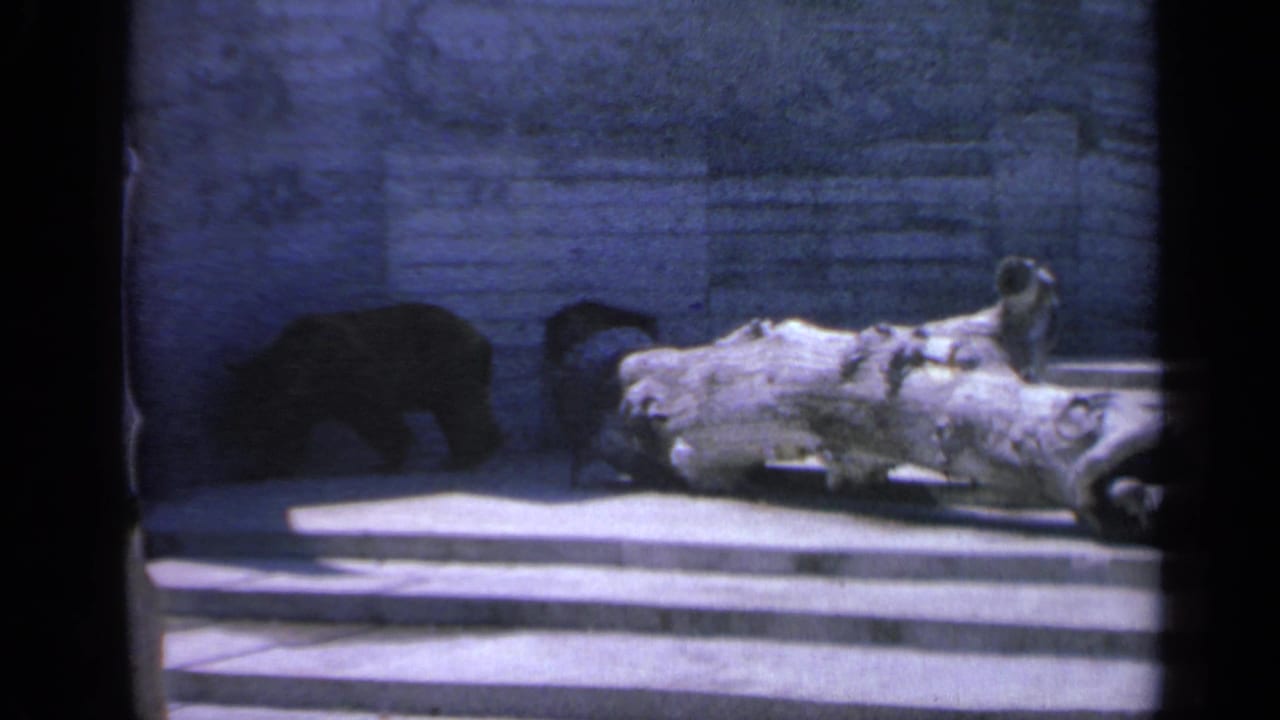 1959 Colorado 8mm frame showing the bear walking along the left side of a fallen log in a zoo enclosure.