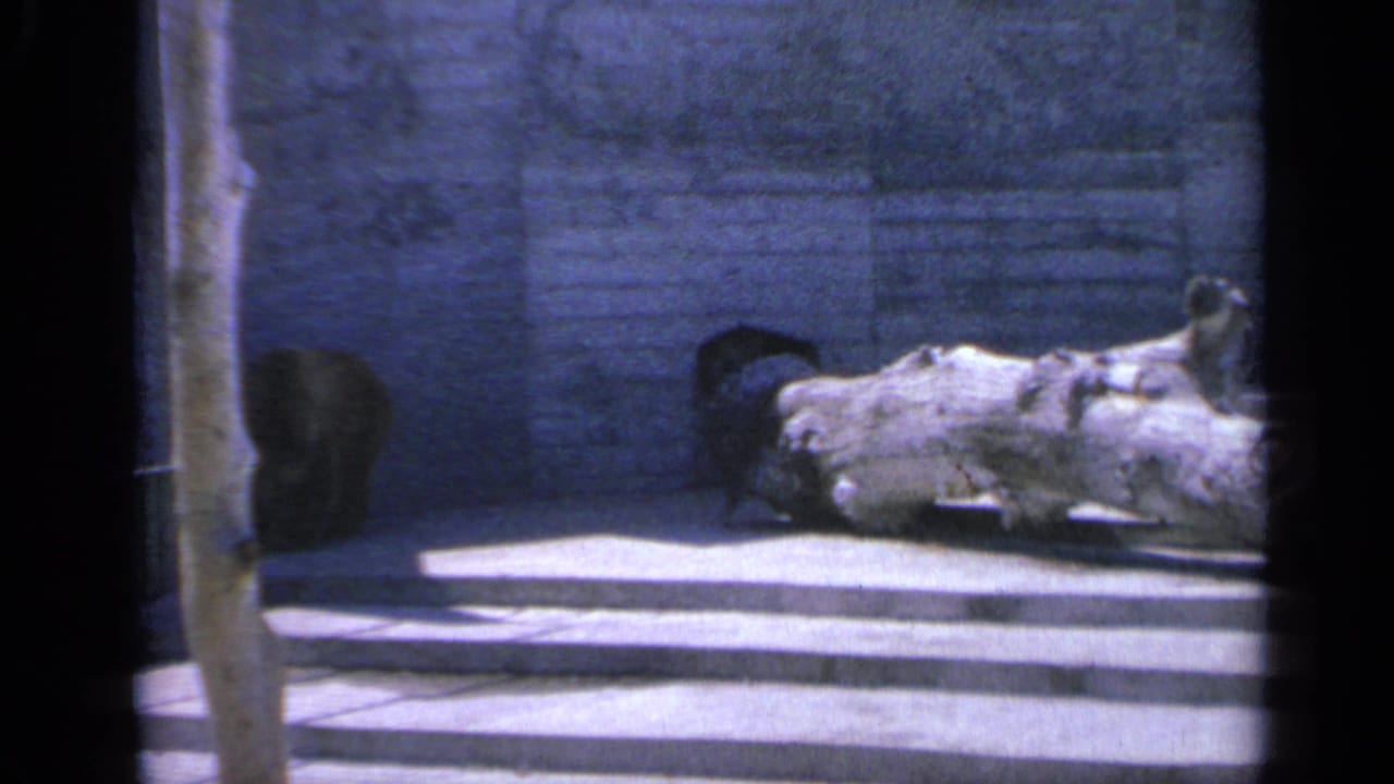 1959 Colorado home-movie frame showing the bear near the edge of the frame as the log remains centered in the enclosure.