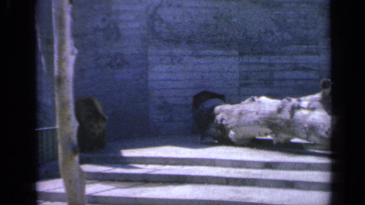 Bear walking near concrete steps and a pale log inside a zoo enclosure.