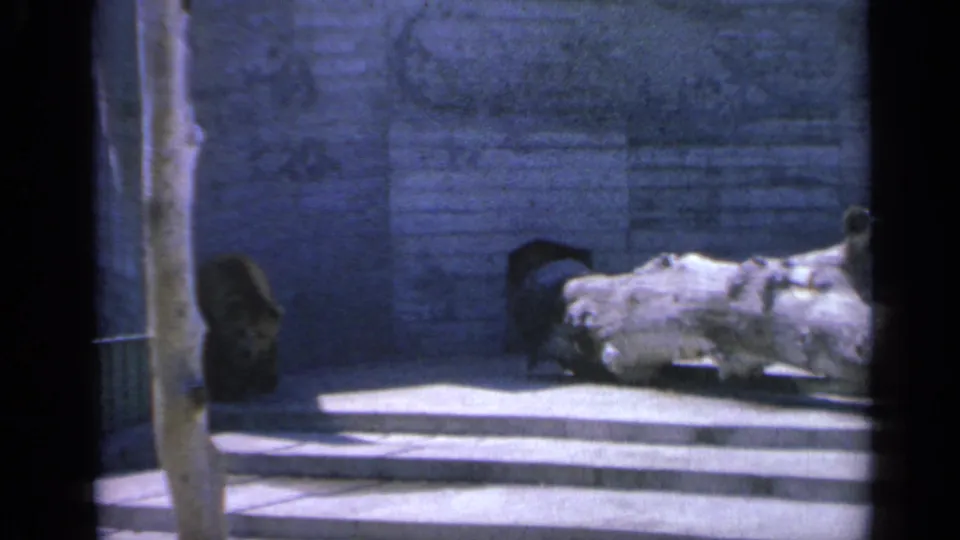 1959 Colorado 8mm frame showing a bear near concrete steps and a large pale log, viewed through a dark barrier.