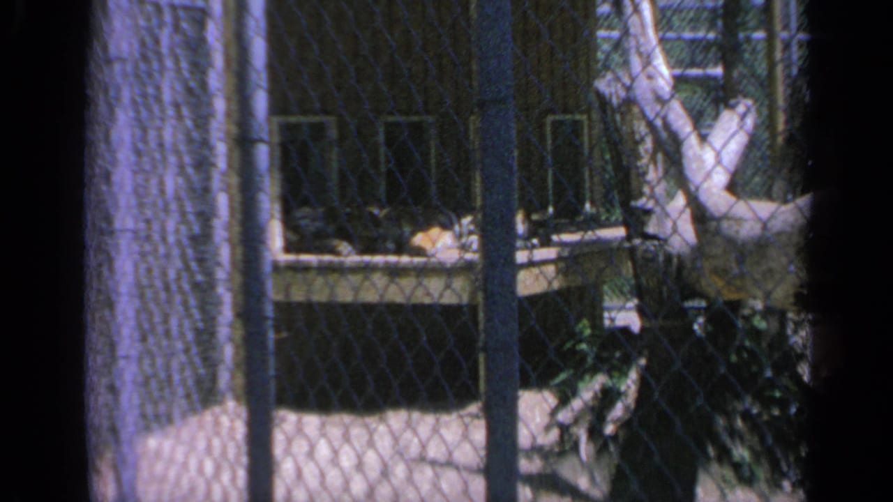 1959 Colorado zoo view through chain-link fencing, with the bear partly hidden behind enclosure structures and tree trunks.