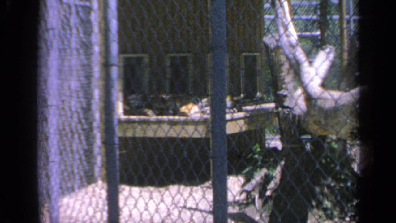 Colorado 1959 home-movie frame looking through chain-link fence at a bear enclosure with branches and shaded exhibit structures.