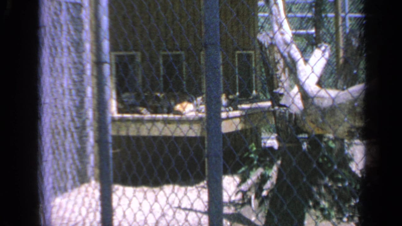 Final 1959 Colorado zoo frame showing chain-link fencing, vertical posts, branches, and a partially visible bear in the enclosure.