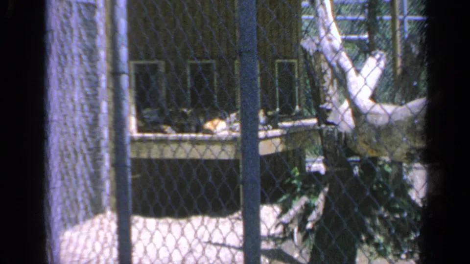 Final 1959 Colorado zoo frame showing chain-link fencing, vertical posts, branches, and a partially visible bear in the enclosure.