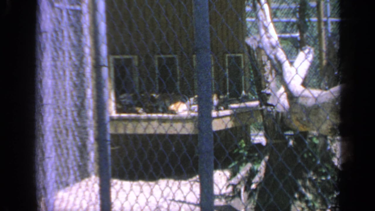A 1959 Colorado 8mm frame shows chain-link fencing, tree trunks, and a shaded structure with no people visible in this still.