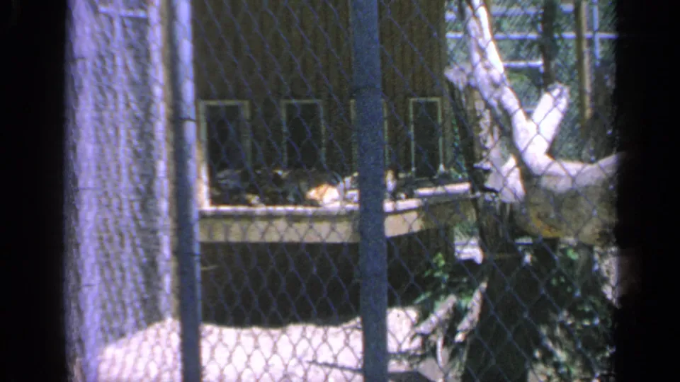 A 1959 Colorado 8mm frame shows chain-link fencing, tree trunks, and a shaded structure with no people visible in this still.