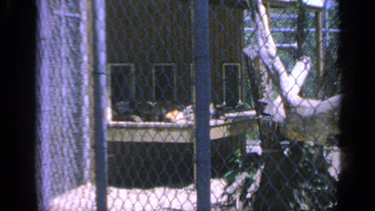 A soft 8mm view of chain-link fencing and trees in Colorado, with a building or enclosure partly visible behind the fence.