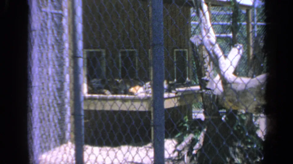 A soft 8mm view of chain-link fencing and trees in Colorado, with a building or enclosure partly visible behind the fence.