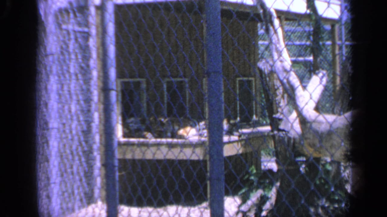 The 8mm frame shows chain-link fencing, pale tree trunks, and a darkened structure, likely part of the same outdoor Colorado setting.