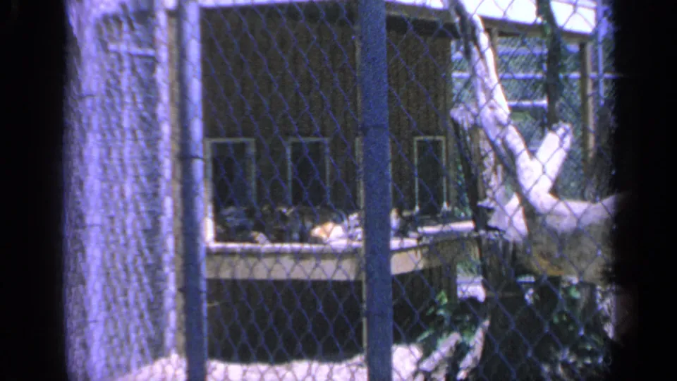 The 8mm frame shows chain-link fencing, pale tree trunks, and a darkened structure, likely part of the same outdoor Colorado setting.