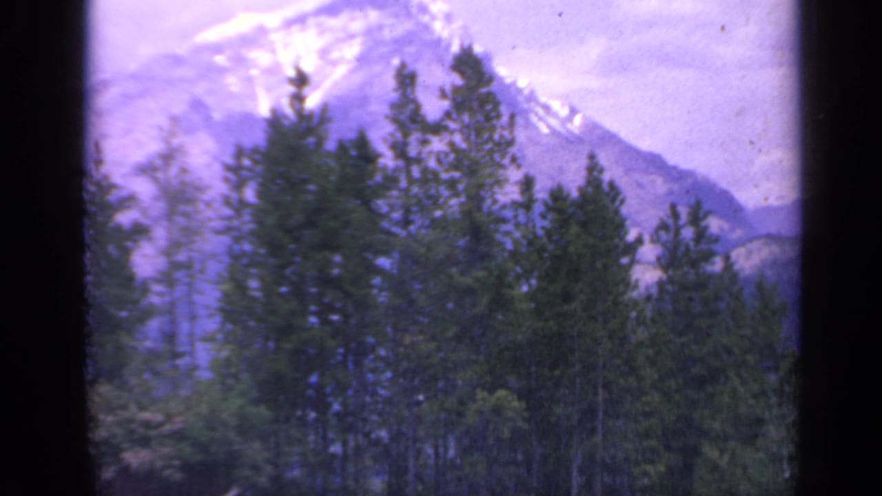 Evergreen trees fill the foreground with a snowy mountain peak in the distance.
