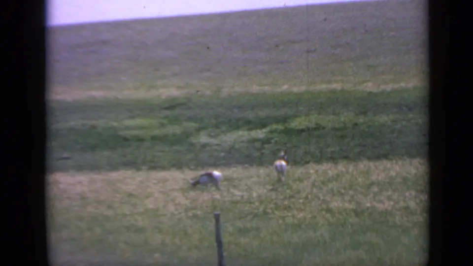1959 Colorado 8mm frame showing two goats in tall grass beneath a distant mountain slope, with a fence post near the foreground.