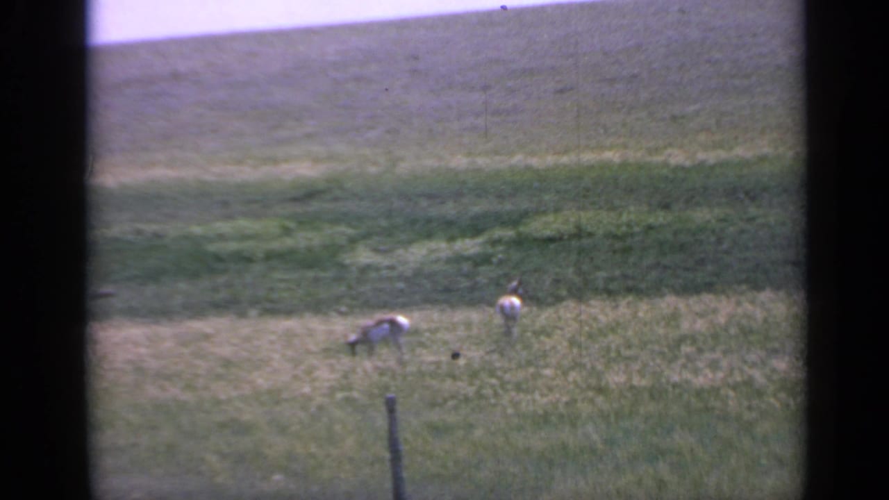 Two goats graze in a sunlit Colorado pasture, framed by soft 8mm color, distant hillside, and dark scan borders.