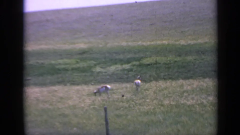 Two goats graze in a sunlit Colorado pasture, framed by soft 8mm color, distant hillside, and dark scan borders.