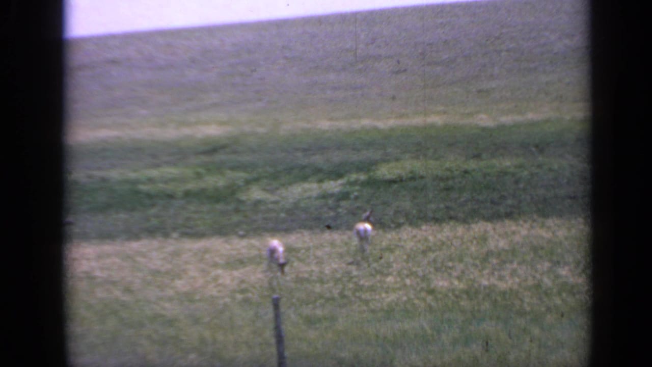 A 1959 Colorado home-movie frame shows goats grazing near a fence post, with layered green pasture and mountain slope beyond.