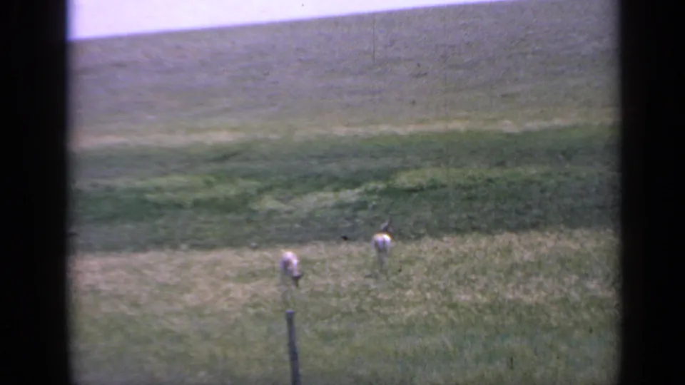 A 1959 Colorado home-movie frame shows goats grazing near a fence post, with layered green pasture and mountain slope beyond.