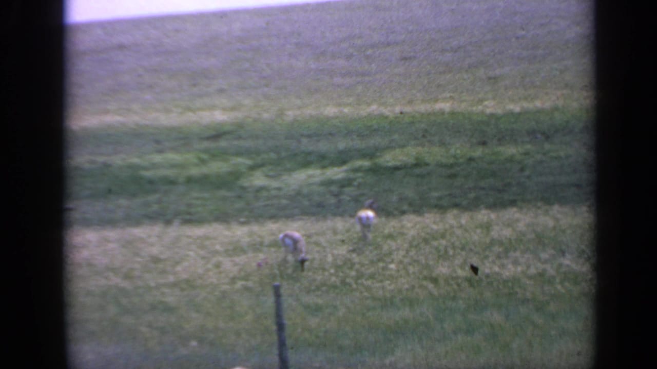 Two goats continue grazing in tall Colorado grass, with a fence post, distant slope, and visible 8mm grain in the frame.