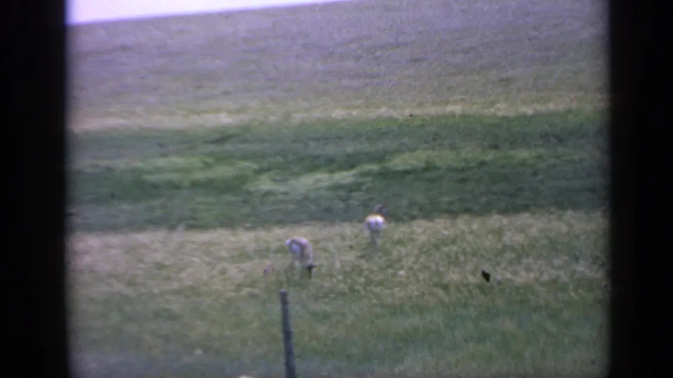 Two goats continue grazing in tall Colorado grass, with a fence post, distant slope, and visible 8mm grain in the frame.