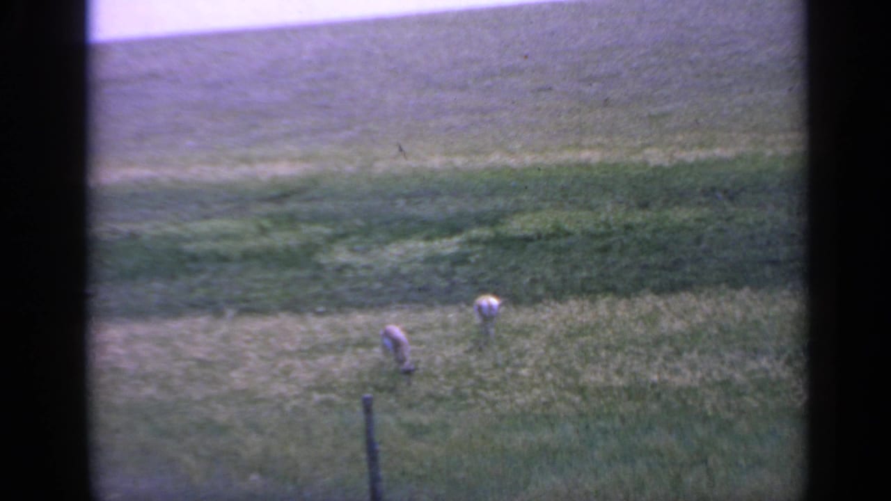 Two deer graze in a grassy rolling field with a fence post in the foreground.