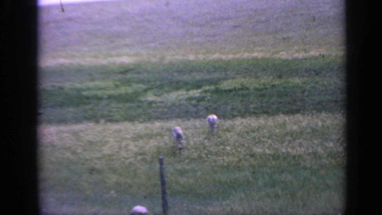 Two deer graze on a sloped grassy field near a dark fence post.