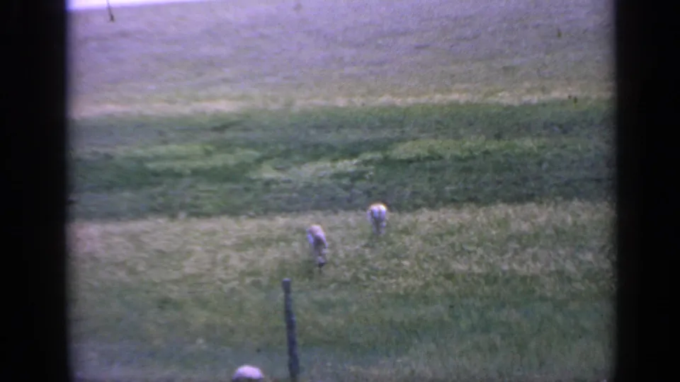 Two deer continue grazing on a sloped Colorado pasture, framed by the soft grain and color shift of 1959 8mm film.