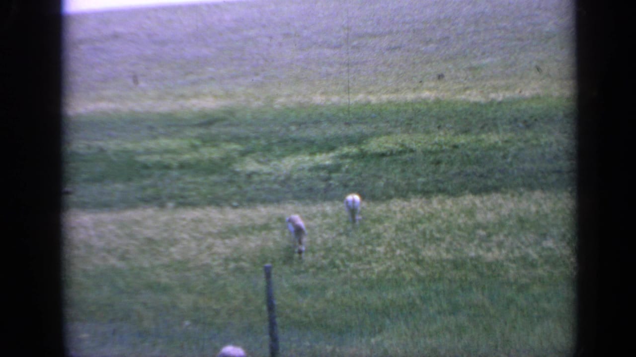 A distant 1959 Colorado home-movie view shows two deer grazing below a darker green swale in an open field.