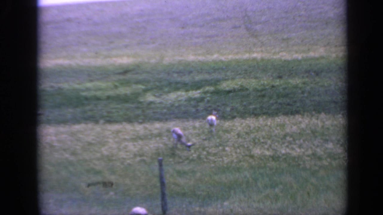 Two deer graze in a rural Colorado field, one bending near a fence post within faded 1959 8mm footage.