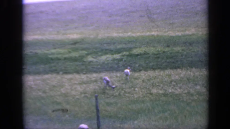 Two deer graze in a rural Colorado field, one bending near a fence post within faded 1959 8mm footage.