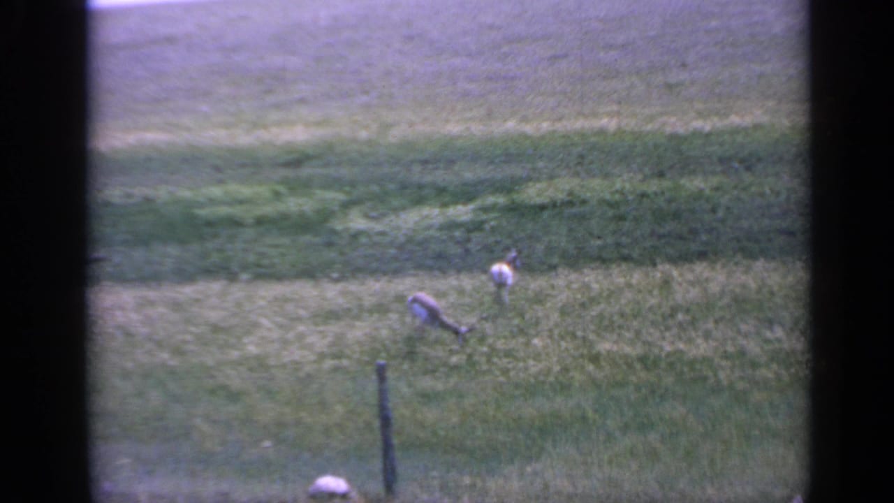 Two animals grazing in a grassy field with a fence post in the foreground.