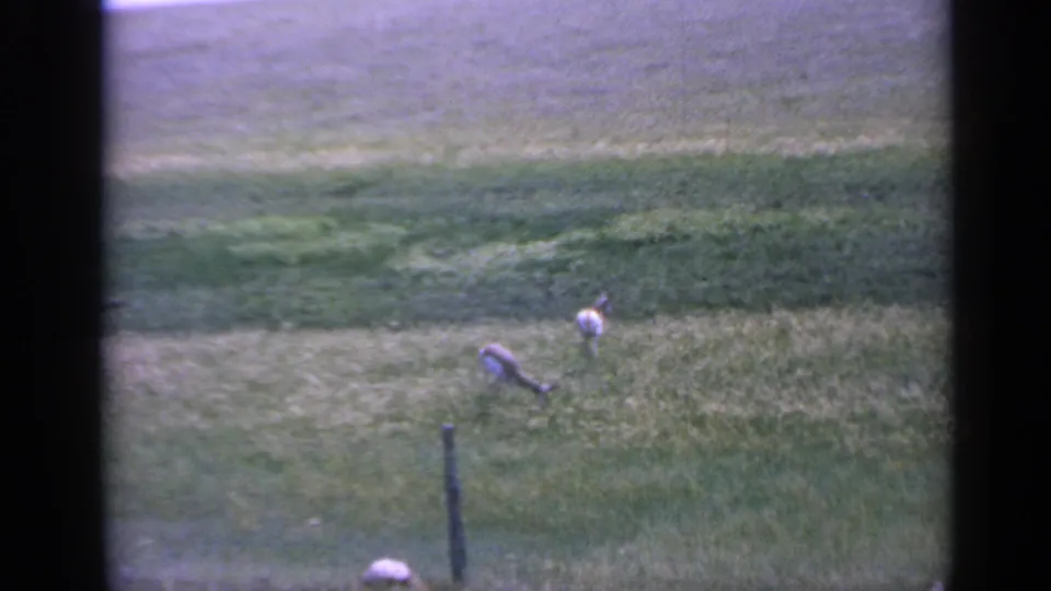 1959 Colorado 8mm frame showing two grazing animals in open grassland with a fence post and soft film color.