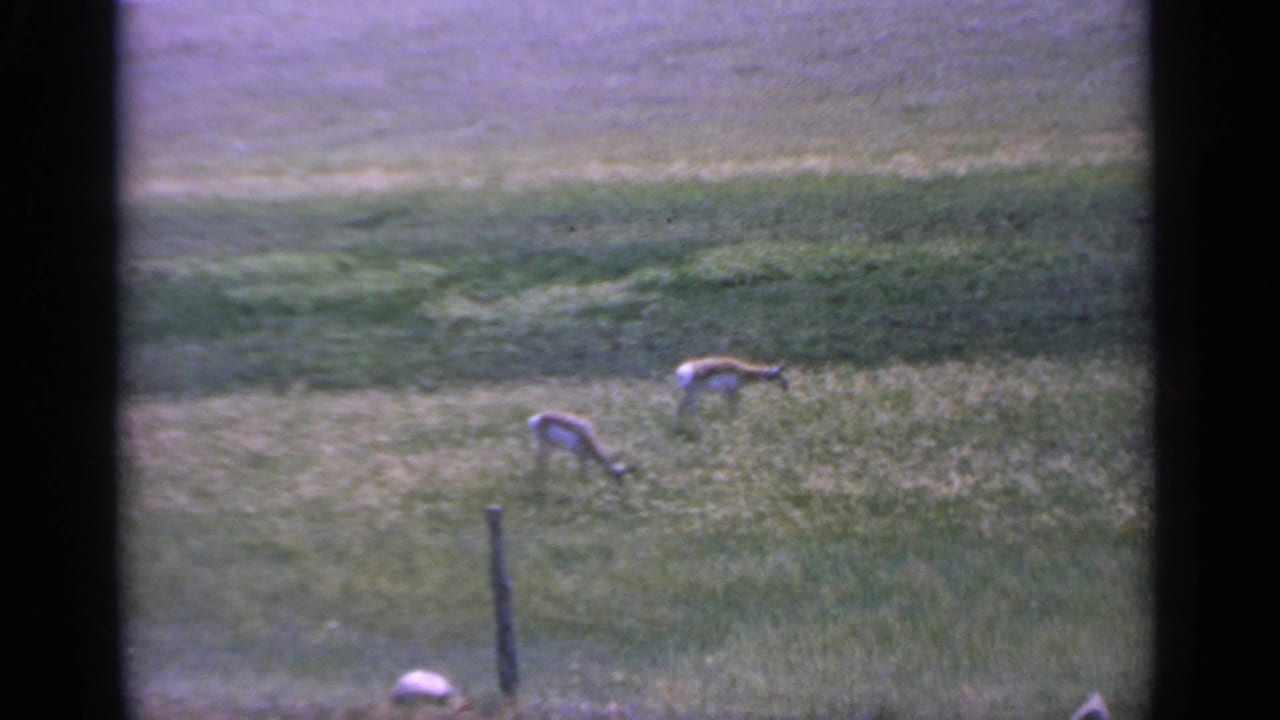 Two animals feeding in tall grass beyond a dark foreground post.
