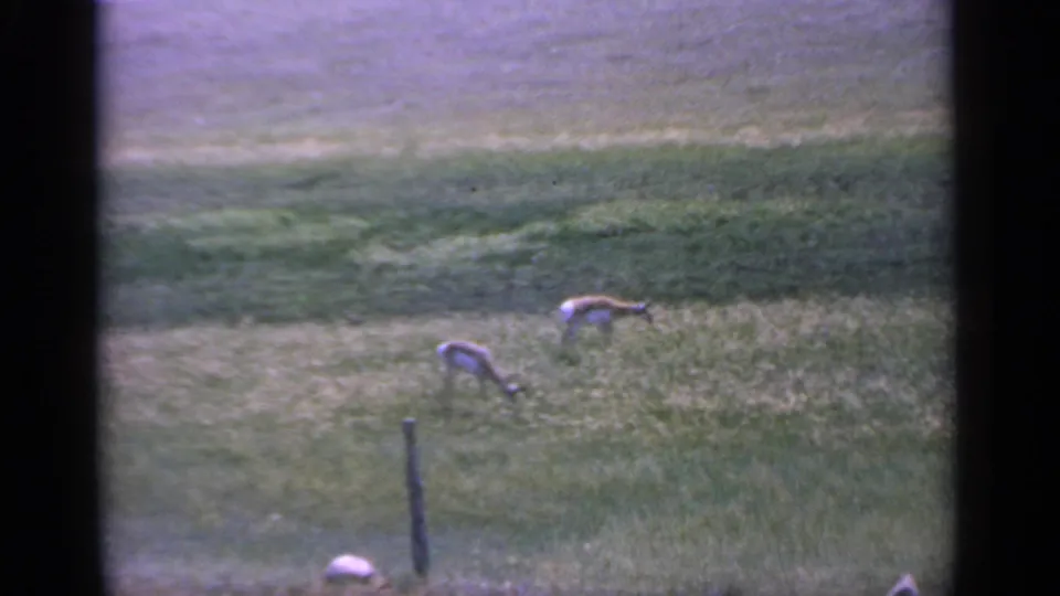 1959 Colorado home-movie frame with two grazing animals in tall grass, seen through dark film or contact-sheet borders.