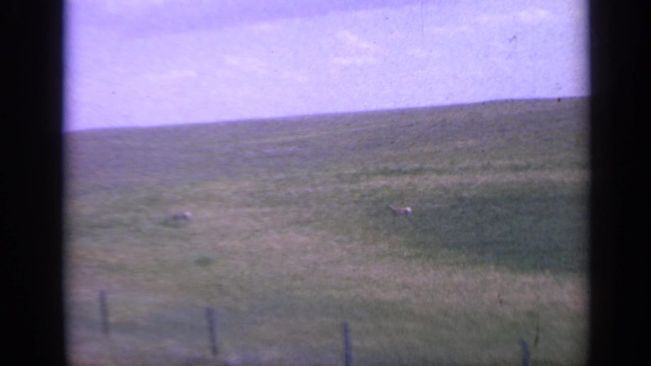 Wide 1959 Colorado 8mm view of rolling grassland, distant grazing animals, pale sky, and fence posts near the bottom edge.
