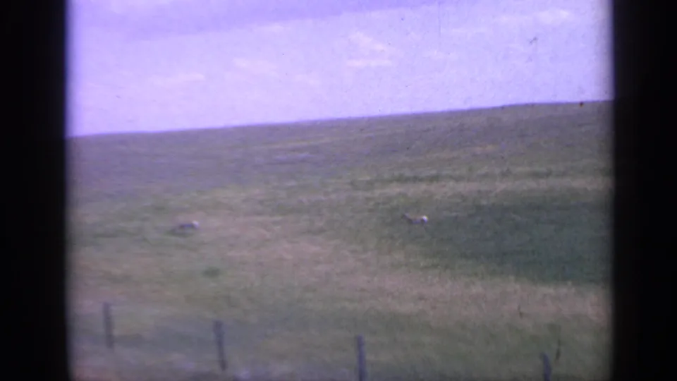 Wide 1959 Colorado 8mm view of rolling grassland, distant grazing animals, pale sky, and fence posts near the bottom edge.
