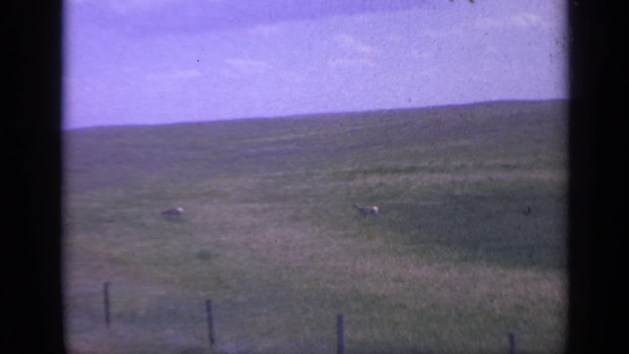 1959 Colorado home-movie frame showing two small grazing animals in a wide field, with fence posts and a low horizon.