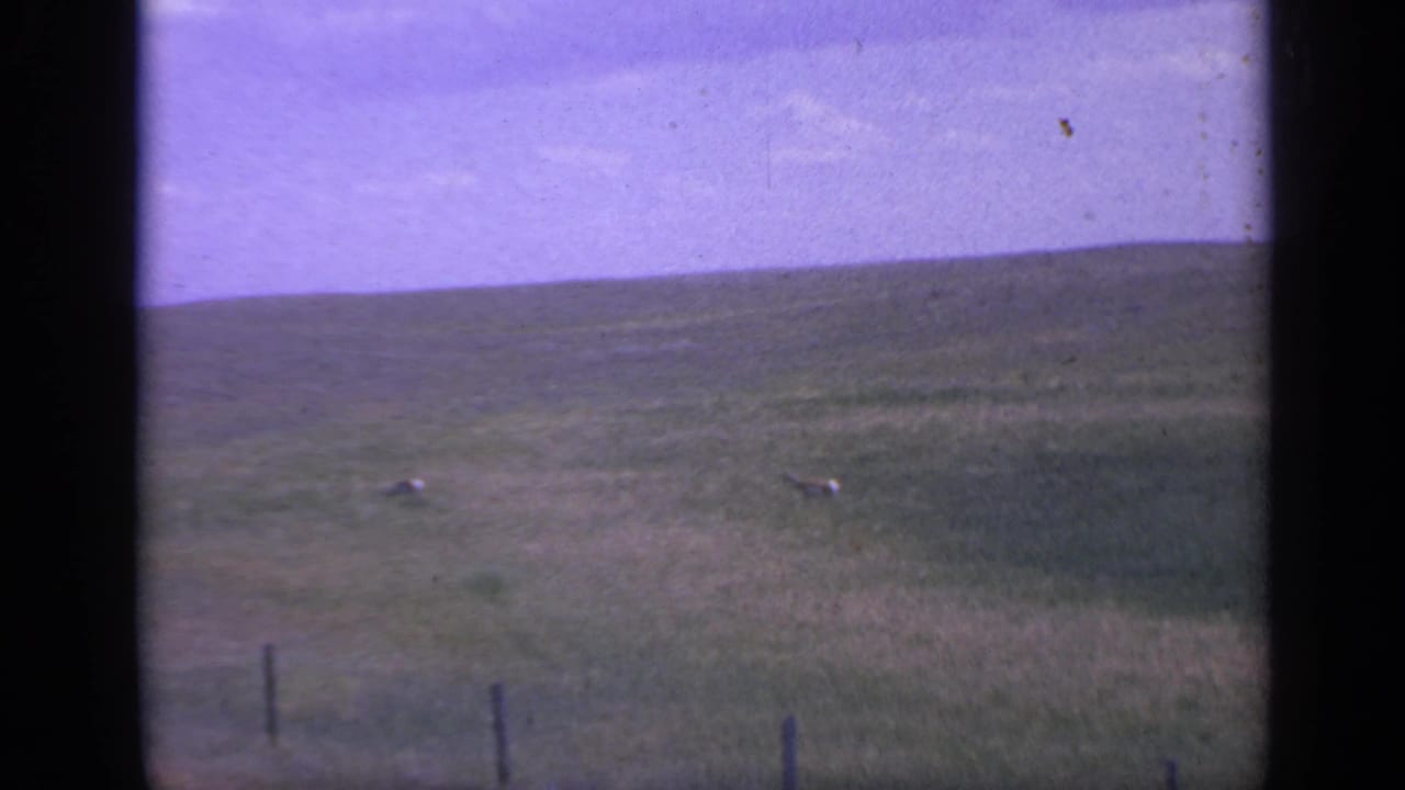 Two small deer in a grassy field below a pale sky, with fence posts near the foreground.